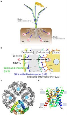 Structure and function of a silicic acid channel Lsi1